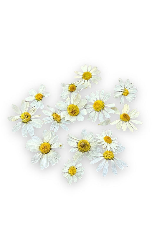 Epoxy Resin Real Daisy Flower / 10 Pieces Dried Daisy Flower / Epoxy Resin Silicone Mold